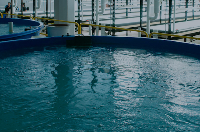 Aquaculture